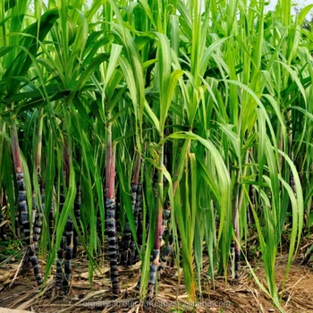 high performance bioproduct for sweeter sugarcane