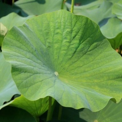 dried lotus leaf/whatsapp 0084 845639645 - buy kaloud lotus