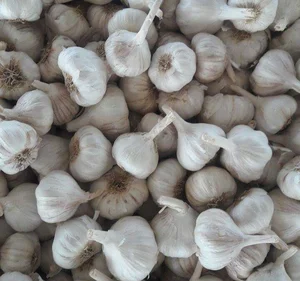 White Garlic/Fresh White Natural Garlic/Indian Garlic New Crop Fresh Garlic Peeled Garlic