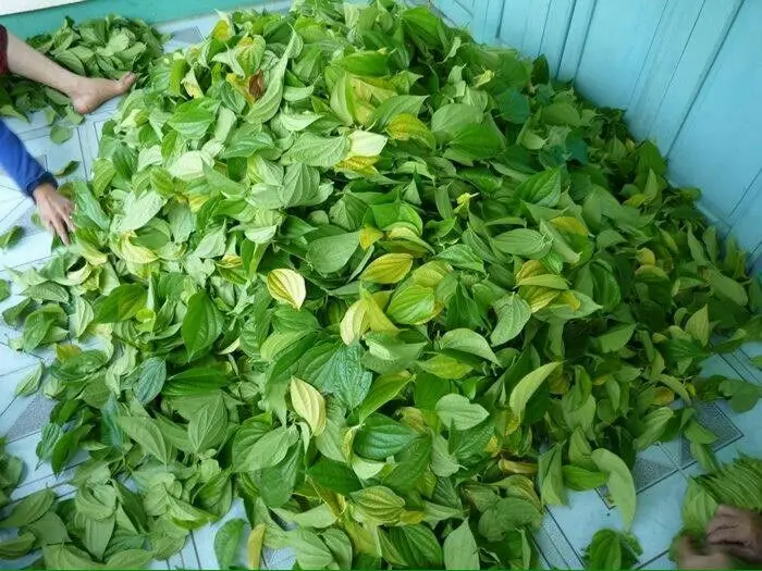Fresh Betel Leaves Piper Betle Paan High Quality Cheap Price From Vietnam Buy Green Betel