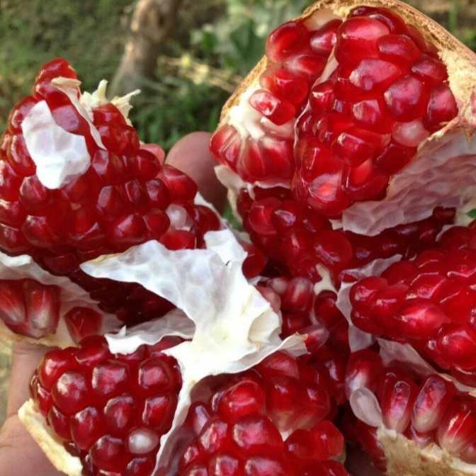 Гранат египет