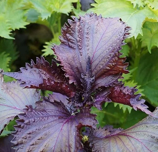 Порошок периллы высокого качества