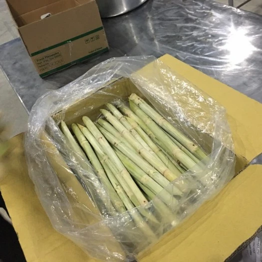 vietnam frozen sugar cane for making juice ( ms jenny:  84 905