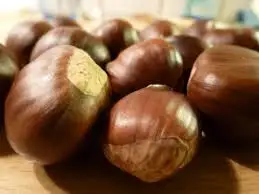 VIETNAM WHOLE SALE COMPETITIVE PRICE CHESTNUT