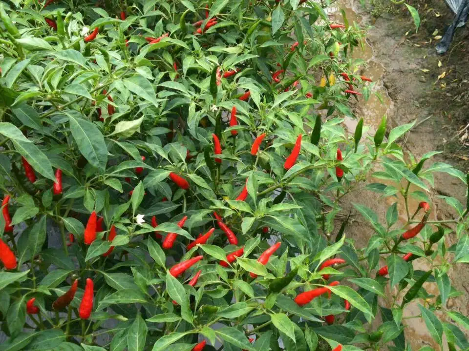 チリペッパー JC0032UG53 チリペッパー JC0032UG53 S＆B チリーペッパー（パウダー