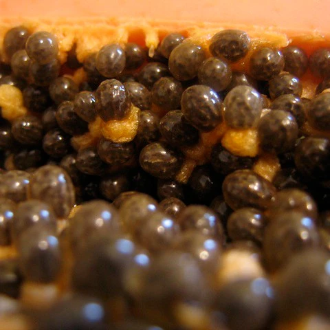 Vietnam Papaya Seeds For Exact Red Lady Papaya Seeds With Cheap Price Buy Papaya Seed Oil Taiwan Papaya Seed Papaya Seed Powder Product On Alibaba Com
