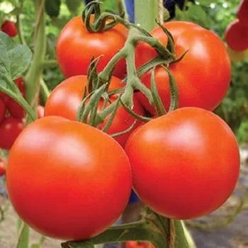 Семена томатов гибрид картофель семена синеглазка