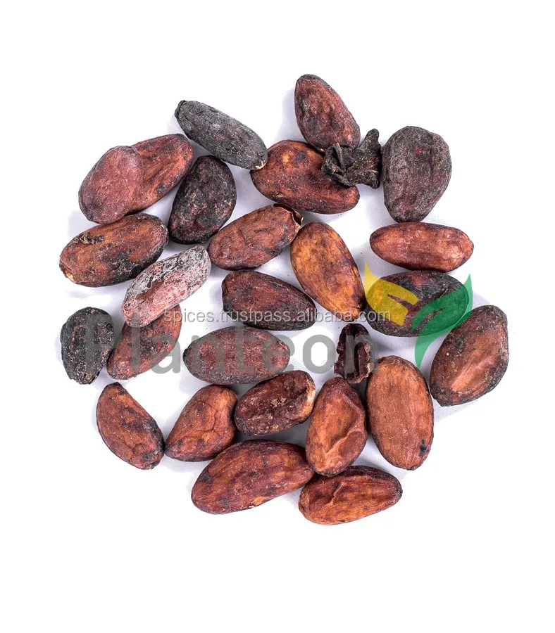 Cocoa beans – Theobroma cacao