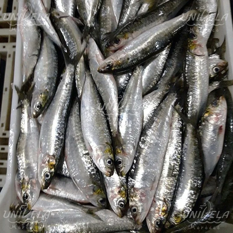 モロッコからのイワシの餌 Buy 餌魚のイワシ 餌sardina Pilchardus 釣り餌 Product On Alibaba Com