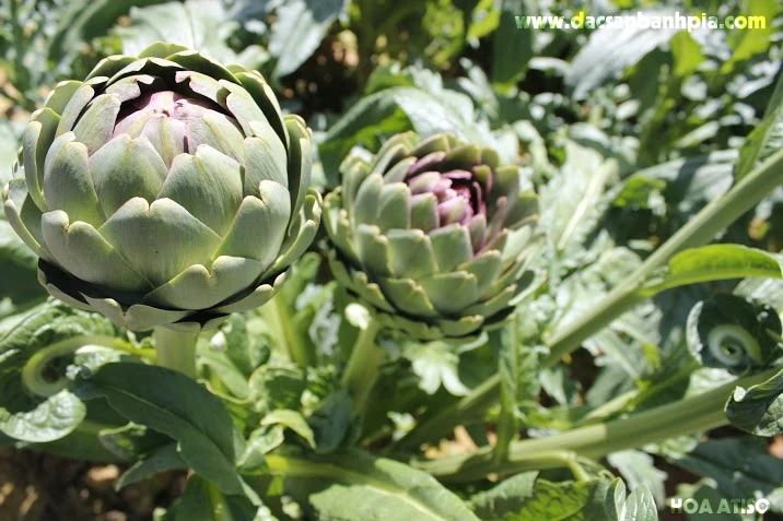 WHOLESALE VIETNAM DRIED ARTICHOKE for TEA