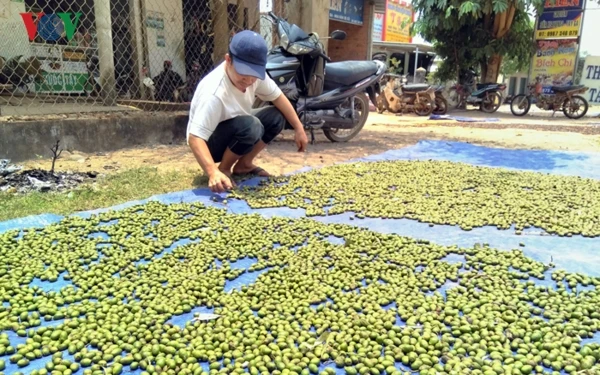 Dried Malva Nut/Scaphium Affine with Cheap Price