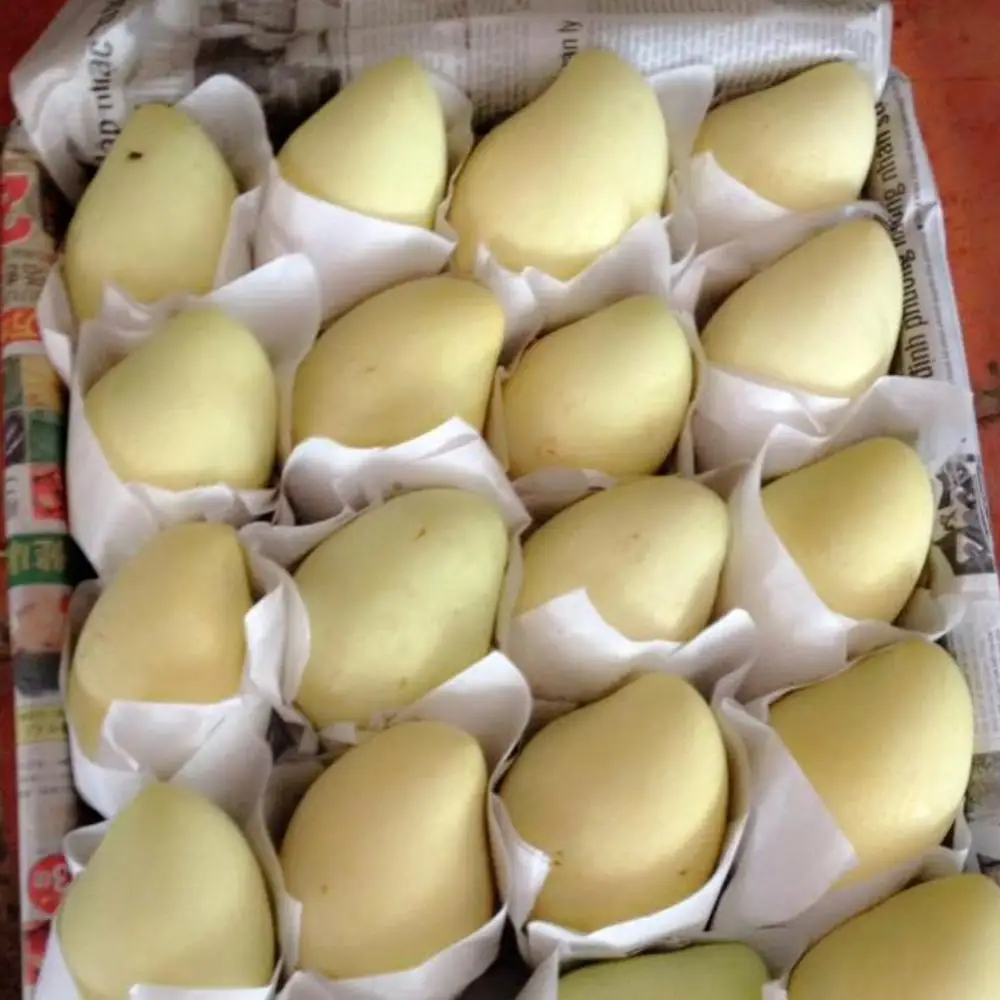 Fresh Fruit For You!! 100 Fresh Yellow Mango Fruit With High Export