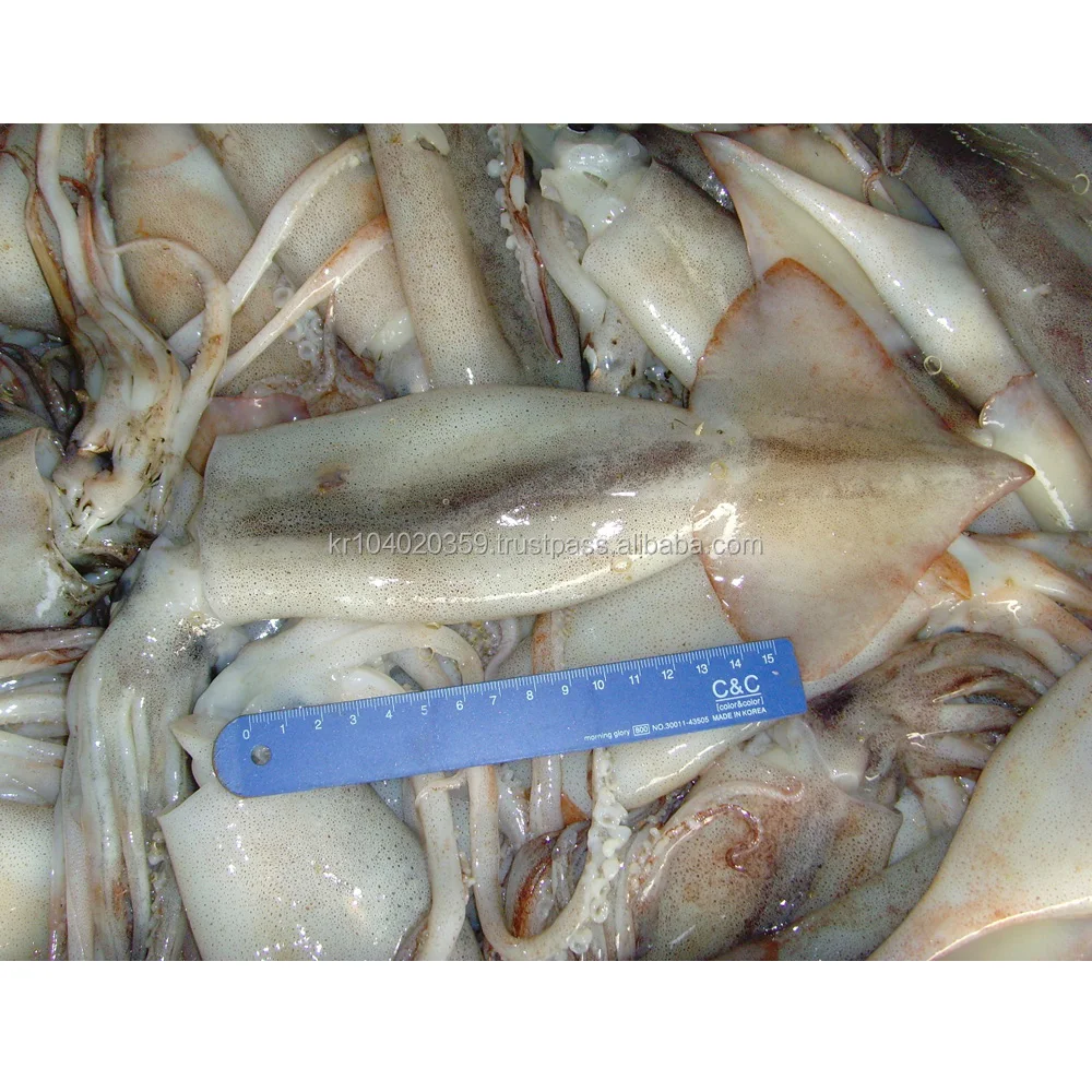 frozen squid bait near me