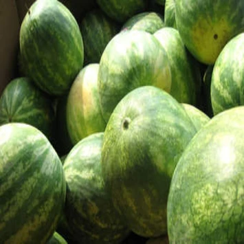 Fresh Water Melon Buy Sweet Melon Fresh Big Melons Fresh Water Melon With High Quality Product On Alibaba Com