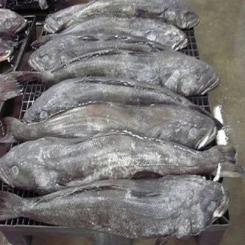 frozen and fresh patagonian toothfish for sale - buy patagonian