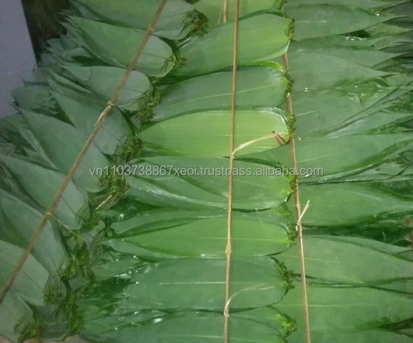 Bamboo Leaf Bamboo Leaves Fresh And Dried Buy Bamboo Leaf Extract Dried Bamboo Leaf Bamboo Leaf Product On Alibaba Com