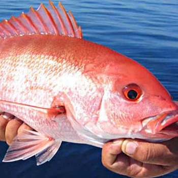 fish red snapper - frozen snapper - high quality & best price