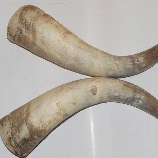 Quality Raw Cow Horns For Sale At Cheap Price Buy Natural Ram Horn