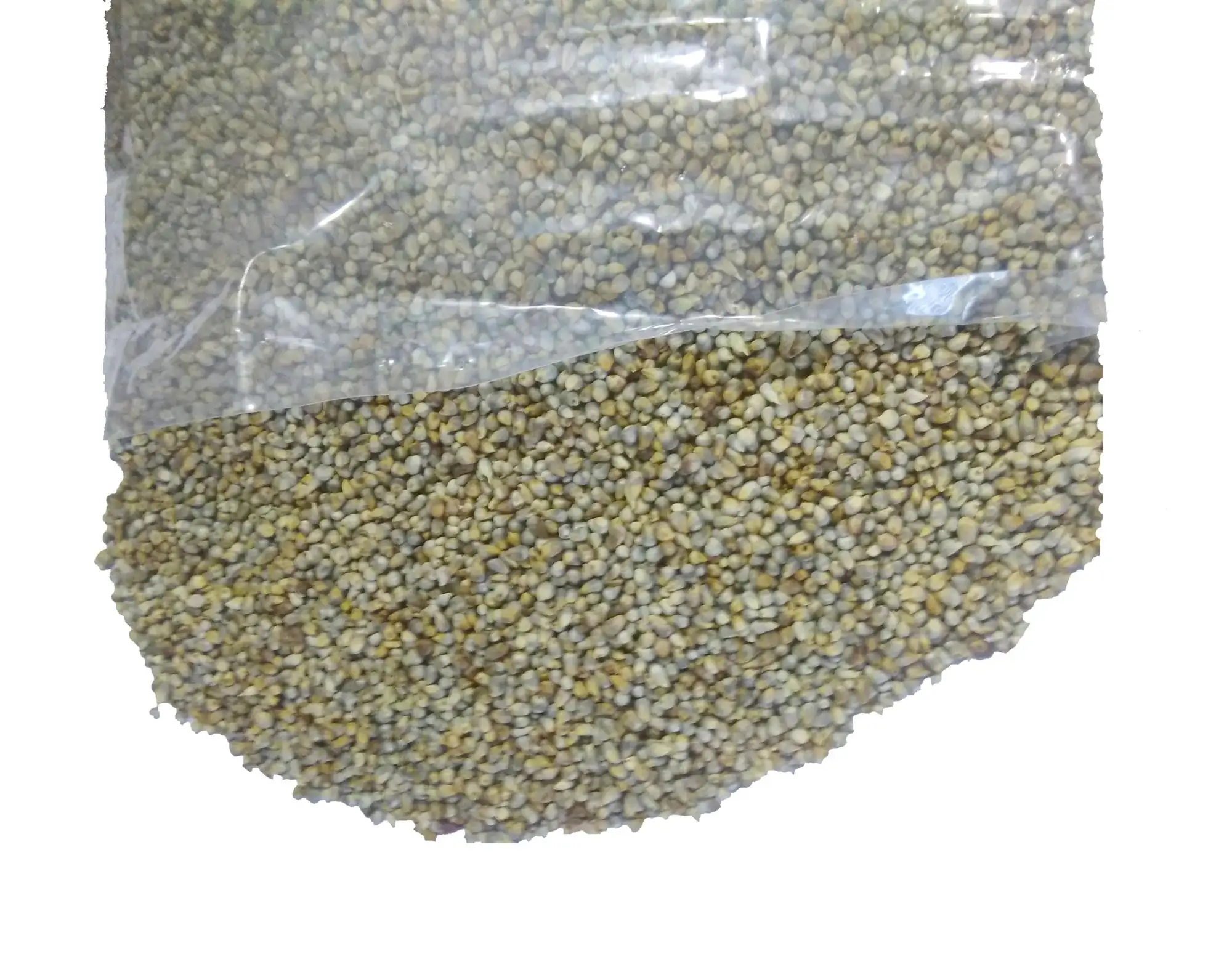 green millet for birds