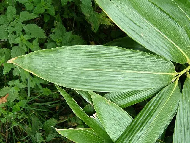 Бамбуковая вакуумная упаковка для ресторана 2021/ Whatsapp + 84 845