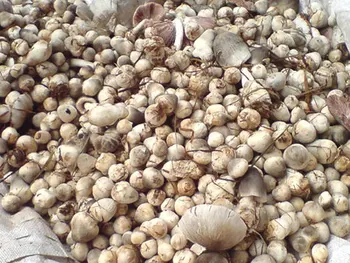 Straw Mushroom Supplier,Trader,Exporter, Vietnam