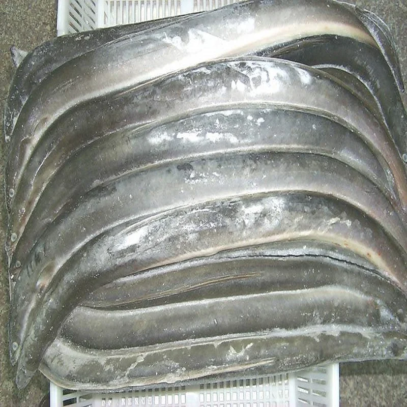 frozen fresh conger eel fish fillet