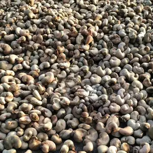 Edible Raw Cashew Nuts From Benin and Ghana Origins African Origin RCN for Consumption Cashew Nut Kernels