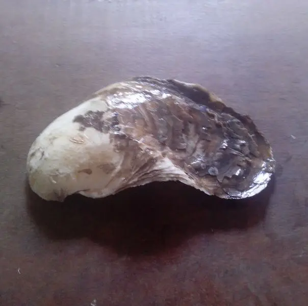 Raw Oyster Shell ( Jenny 00841203970669 whatsapp)
