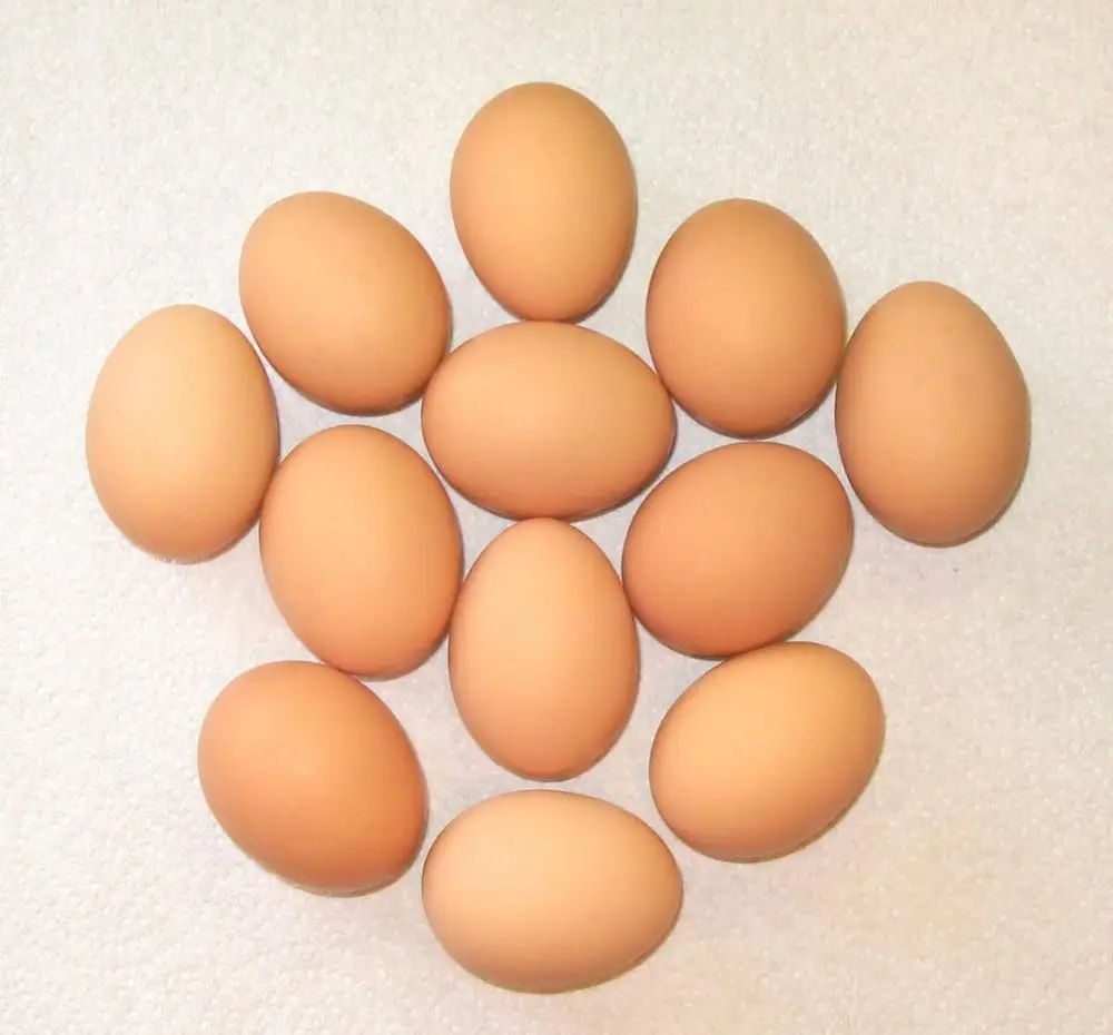 Fresh Table Eggs White 40g 50g 60g 65g 70g Buy Chicken Eggs In Bulk Chicken Eggs In Bulk Product On Alibaba Com