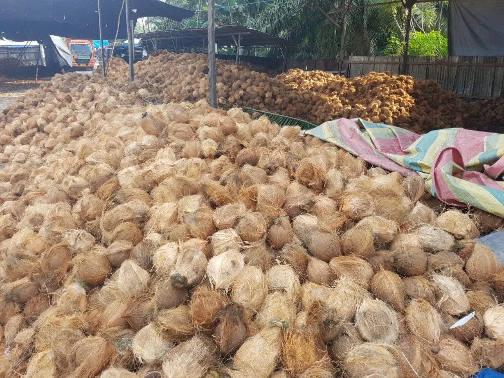Indonesia Fresh Mature Coconut Buy Fresh Coconut,Fresh Mature Coconut