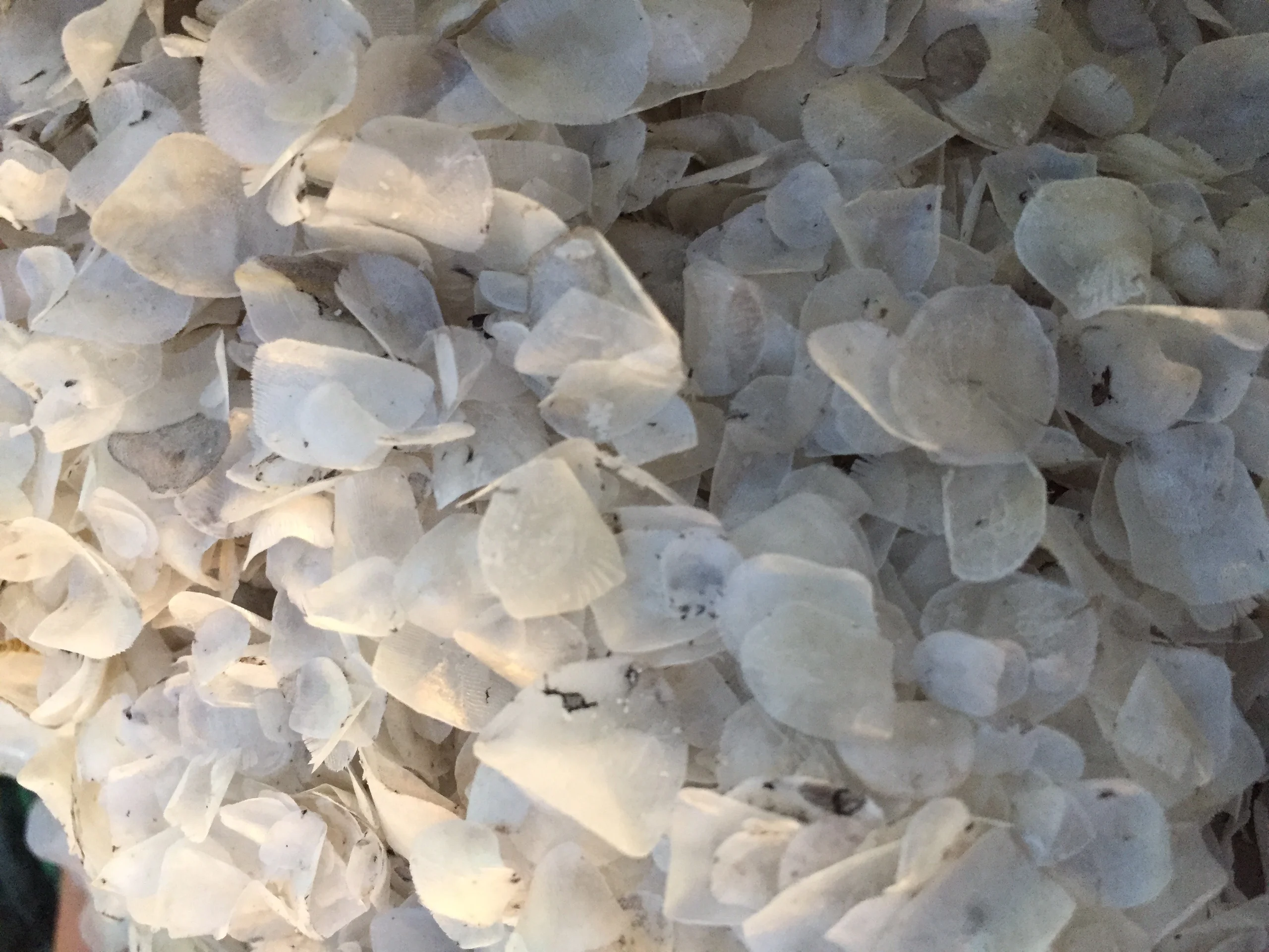 Wholesale Price Dried Fish Scale For Fish Scale Material Collagen