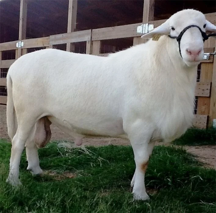 Livestock Product Type and 45 Weight (kg) Georgian Sheep