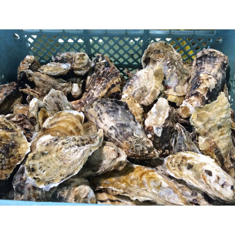 I Just Learned That Raw Oysters Are Still Alive When You Eat Them 