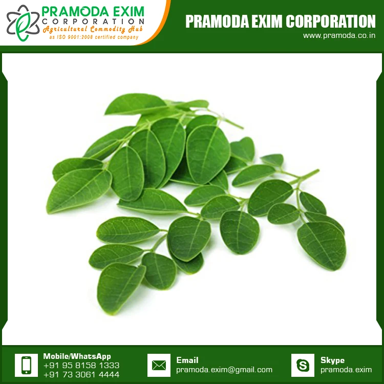 Аюрведическое растение, натуральные свежие листья Моринги