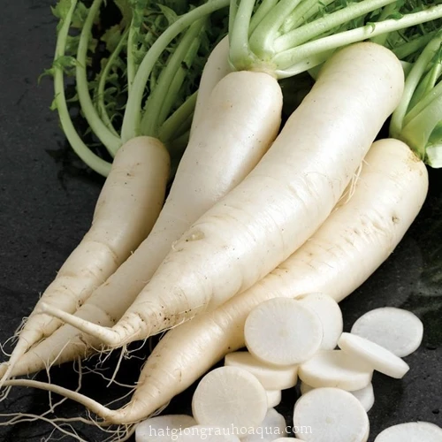 FRESH DAIKON RADISH in BIG SIZE in 2020