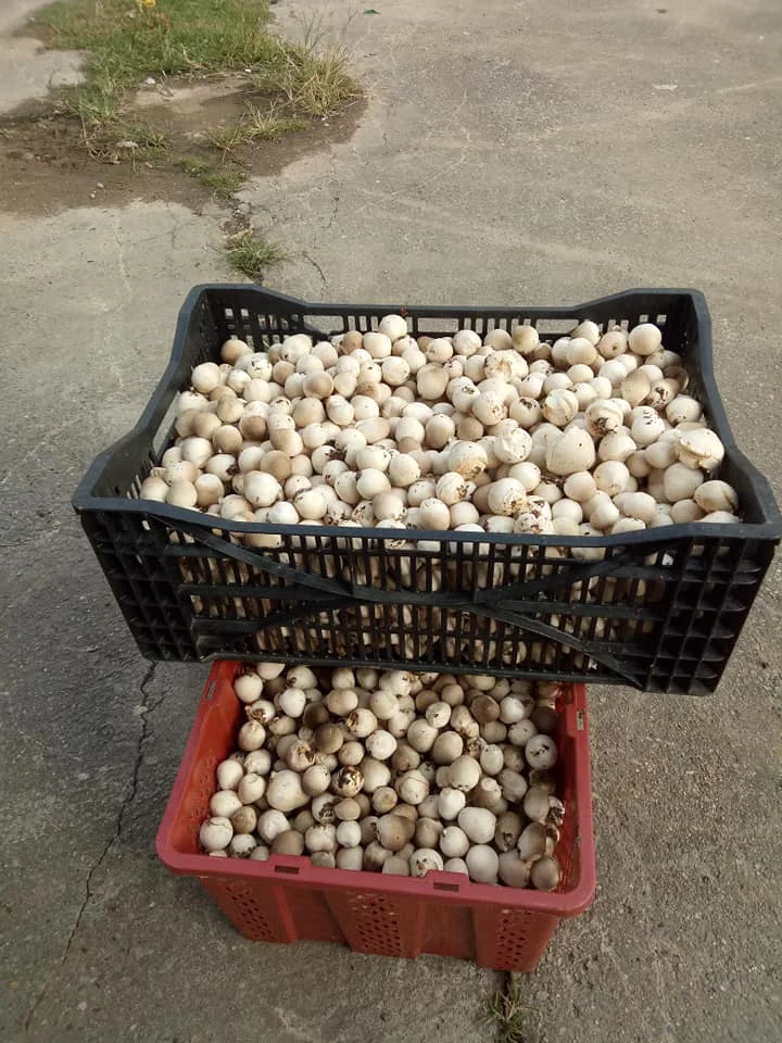 LC Peeled Medium Straw Mushroom