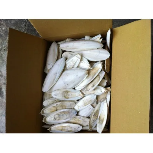 dried washed cuttlefish bone white cuttlebone with best price
