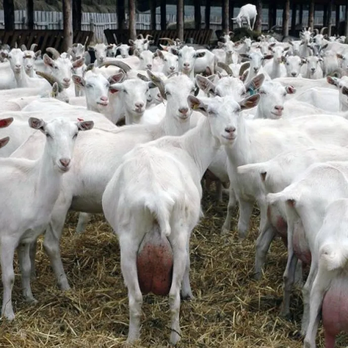 Milking Saanen Goats  for sale