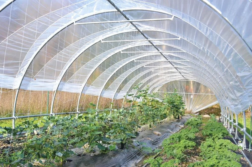 Design Hot Galvanized Steel 2021 New Poly Tunnel Greenhouse In China