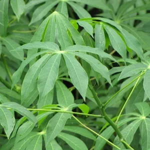 Cassava Hot