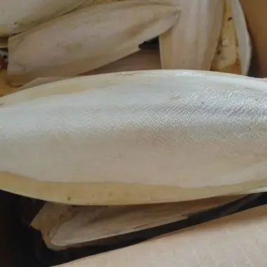 dried cuttlefish bone/ cuttle fish bone/ squid bone for bird