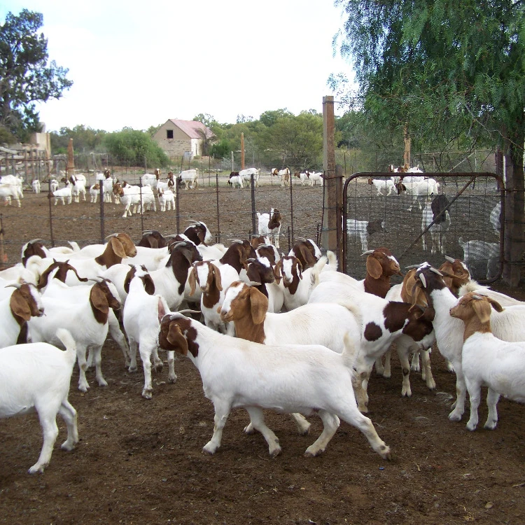 2019 Discount Prices 100% Full Blood Live Boer Goats / 100% Pureblood Mature boar goat for sale