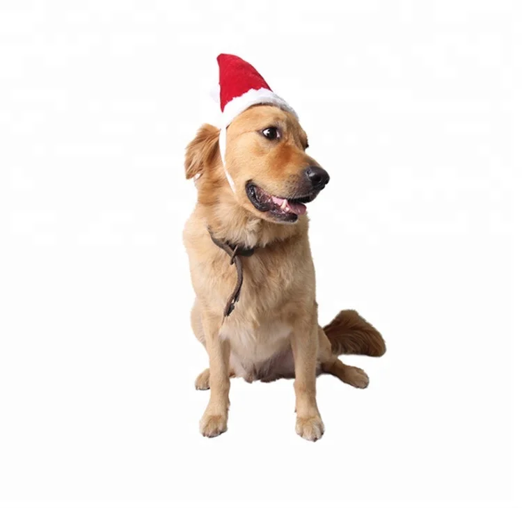 unique pet accessories