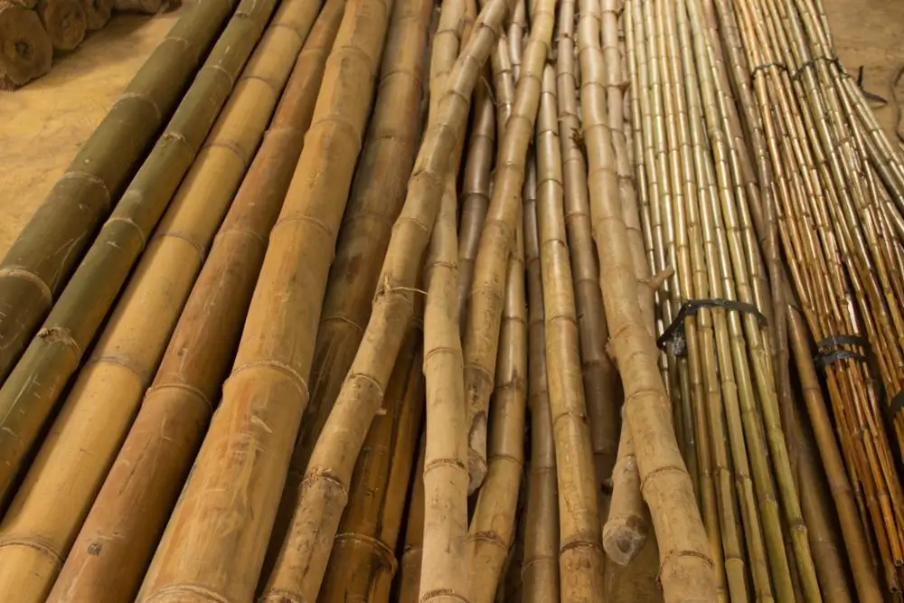 BAMBOO for GARDEN & HOME DECORATION-HIGH QUALITY FROM VIETNAM