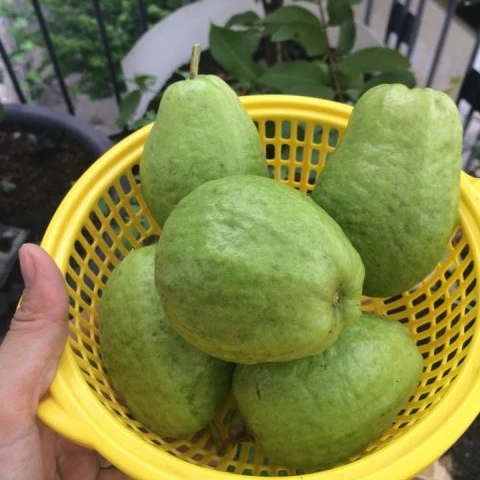 vietnam fresh guavas/ white flesh/ red flesh guava 2020