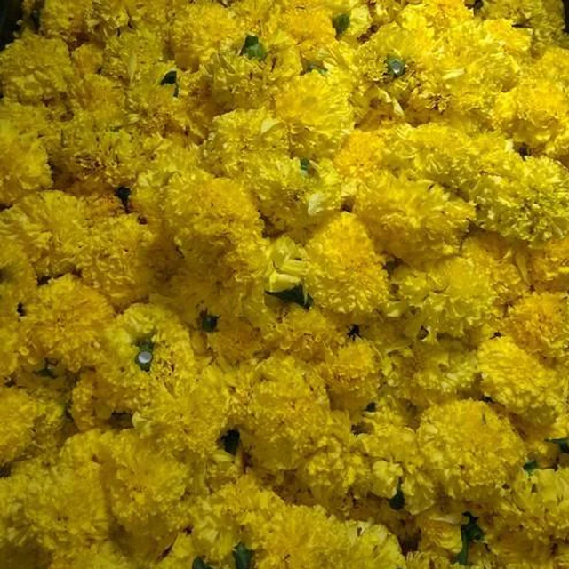 Exportación De Flores Cortadas De Caléndula Amarilla Fresca En La India A  Singapur/reino Unido/nepalí/irlanda/australia - Buy Fresco Marigold  Flor,Decoración Artificial Marigold Guirnalda De Flor,Flores De Caléndula A  Malasia Product on 