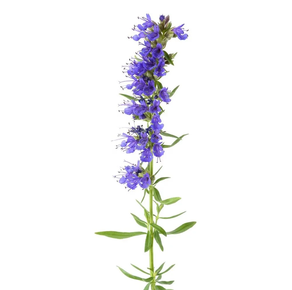 Растение синий зверобой сканворд 5. Иссоп. Иссоп лекарственный (Hyssopus officinalis). Иссоп аметист. Иссоп шалфей.