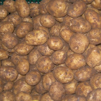 fresh potato/potato chip from vietnam - buy fresh potato,potato