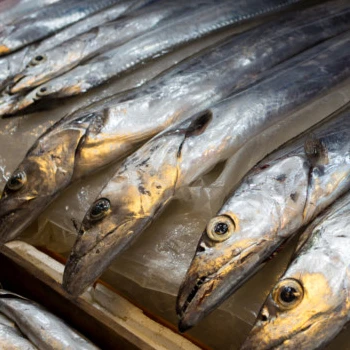 南アフリカからの新鮮な冷凍リボン魚の輸出業者 Buy 冷凍全体魚 冷凍魚モロッコrihab魚 ドライリボン魚 Product On Alibaba Com