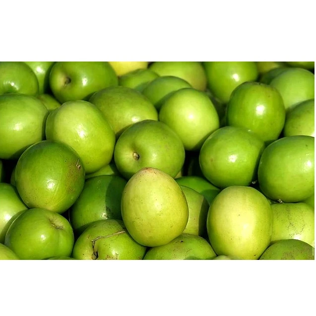 South African Fresh Jujube Fruit For Export Buy Fresh Jujube Fruit Fresh Durian Fruit For Sale Fresh Ginger For Sale Product On Alibaba Com